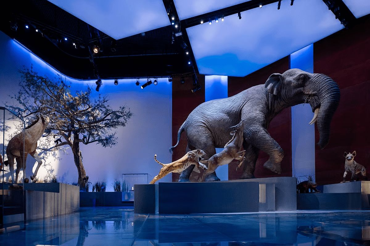 Abu Dhabi Natural History Museum Opens on Saadiyat 2025