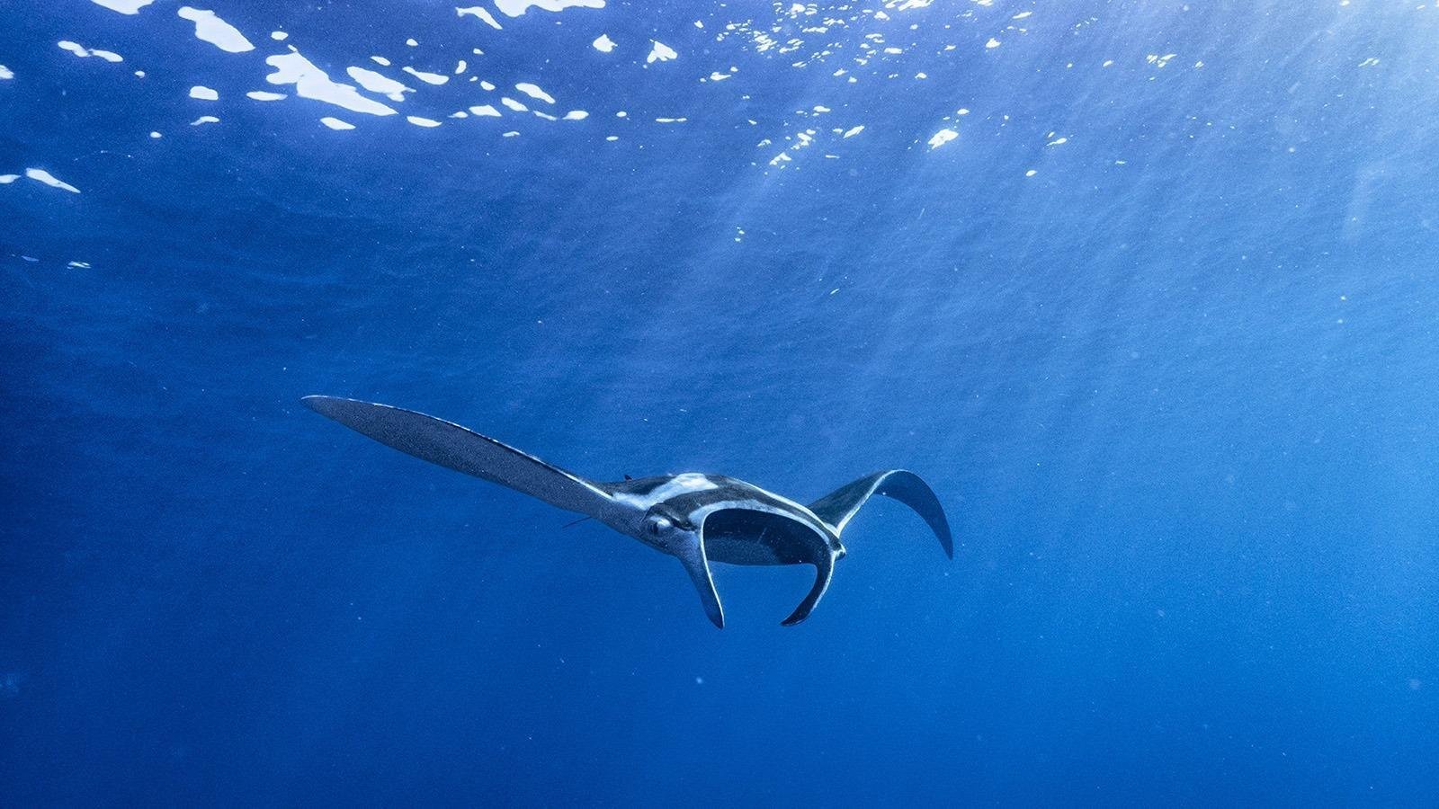 Spot Manta Rays in the Maldives on these specific dates this 2026-27