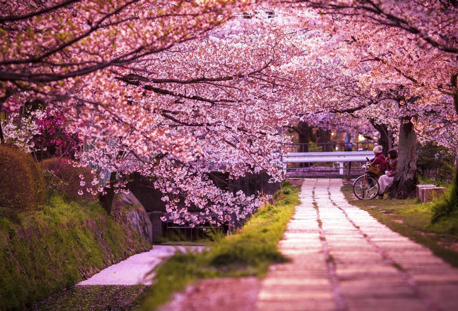 A 7-Day Japan Cherry Blossom Itinerary (Tokyo, Kyoto & Osaka)